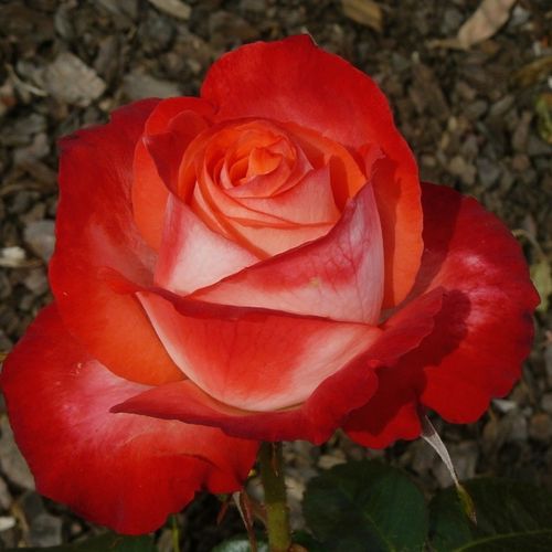 Vendita, rose rose ibridi di tea - rosso - bianco - Rosa Joy of Life - rosa dal profumo discreto - Hans Jürgen Evers - Ha fiori di discreta fragranza, che sono conici quando completamente aperti.
